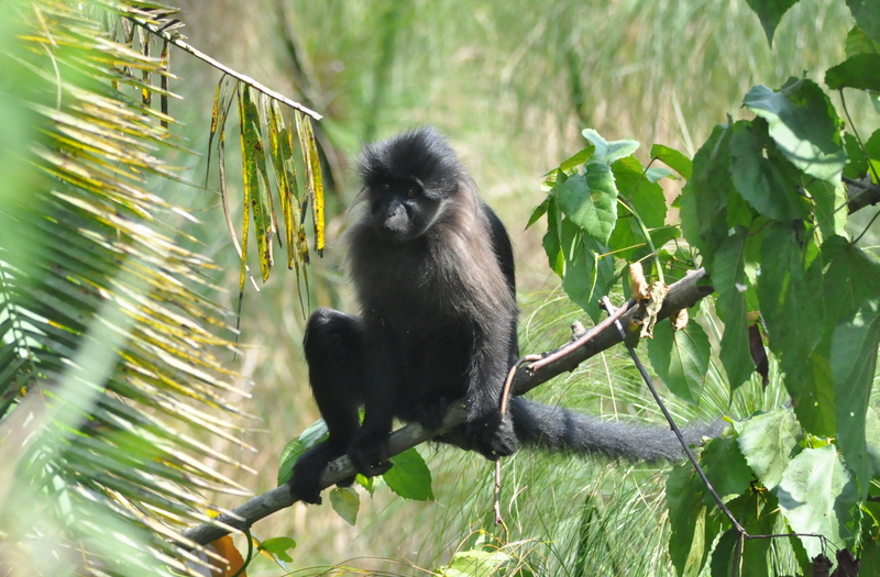 grey-cheeked mangabey (Lophocebus albigena); DISPLAY FULL IMAGE.