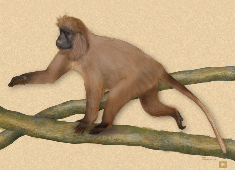 kipunji, highland mangabey (Rungwecebus kipunji); DISPLAY FULL IMAGE.