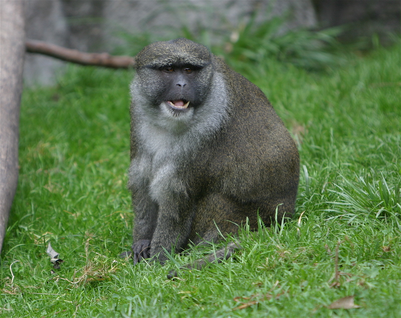 Allen's swamp monkey (Allenopithecus nigroviridis); DISPLAY FULL IMAGE.