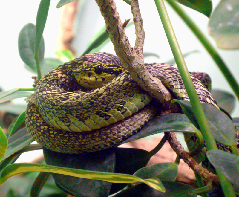 Black-speckled Palm Pitviper (Bothriechis nigroviridis); DISPLAY FULL IMAGE.