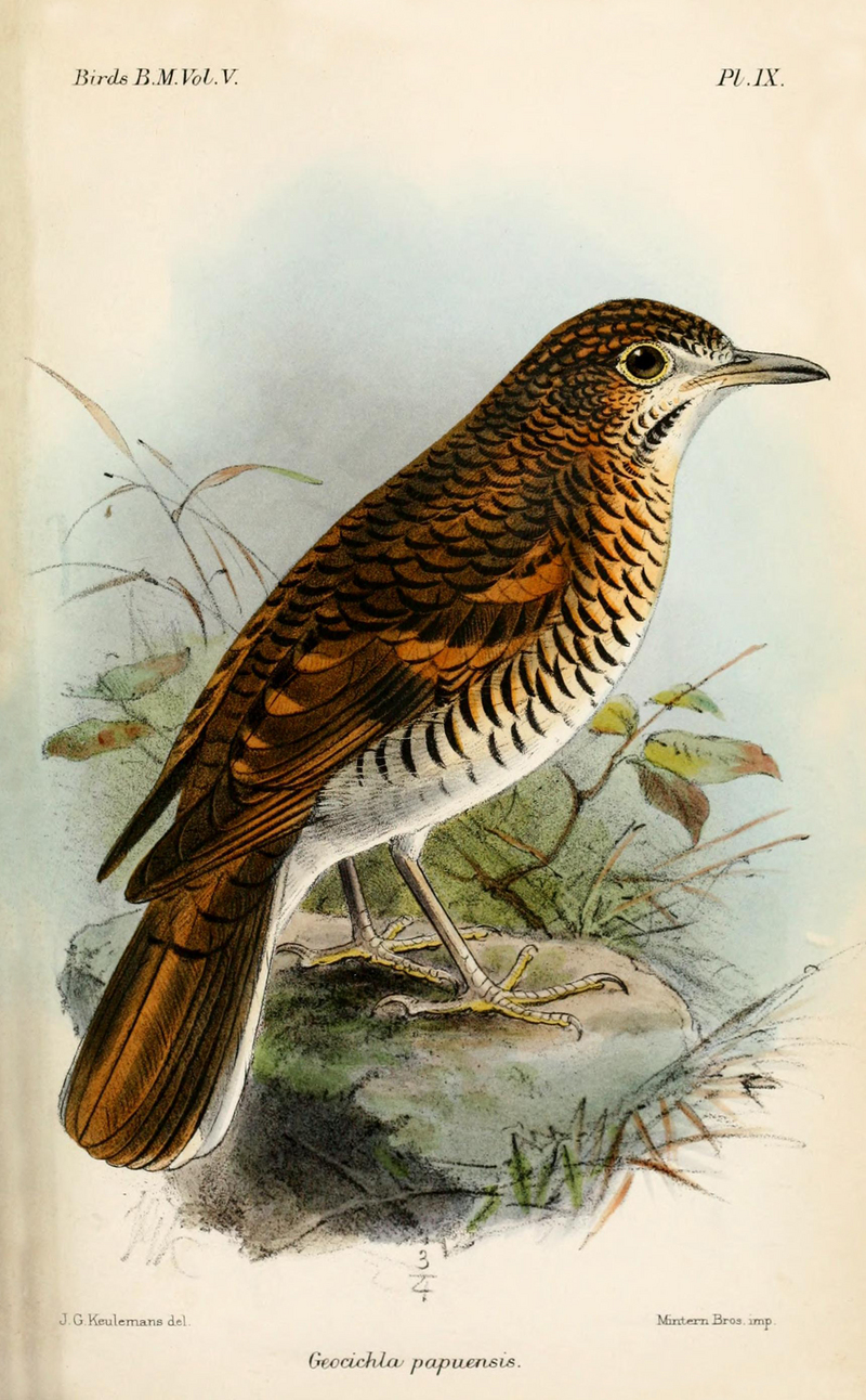 russet-tailed thrush (Zoothera heinei); DISPLAY FULL IMAGE.