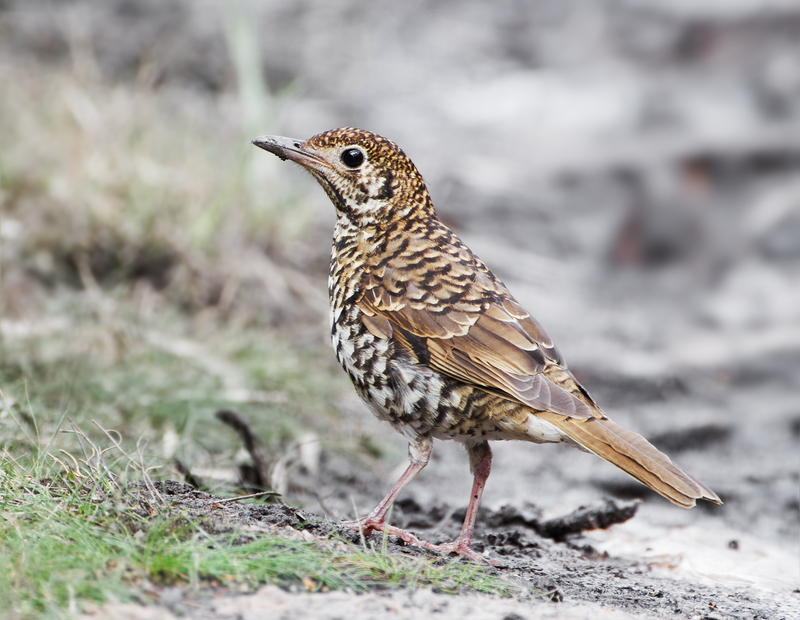 Bassian thrush, olive-tailed thrush (Zoothera lunulata); DISPLAY FULL IMAGE.