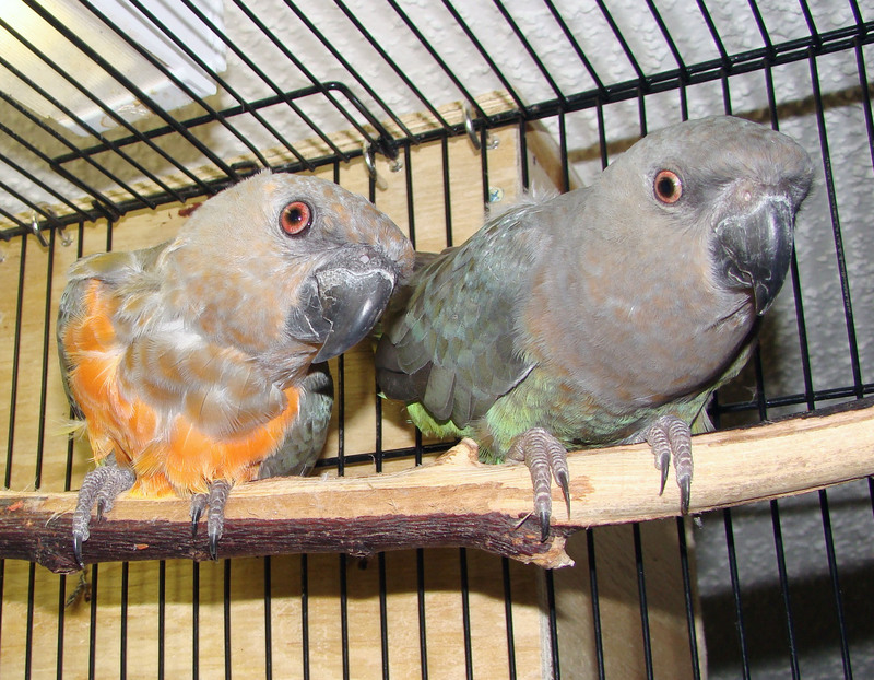 Red-bellied parrot (Poicephalus rufiventris); DISPLAY FULL IMAGE.