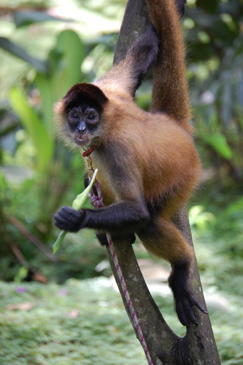 Geoffroy's spider monkey, black-handed spider monkey (Ateles geoffroyi); DISPLAY FULL IMAGE.