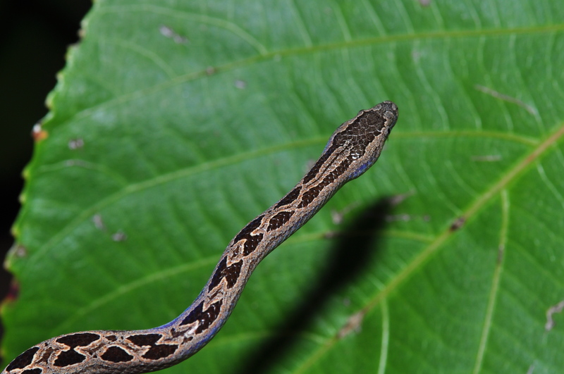 Panamanian dwarf boa (Ungaliophis panamensis); DISPLAY FULL IMAGE.
