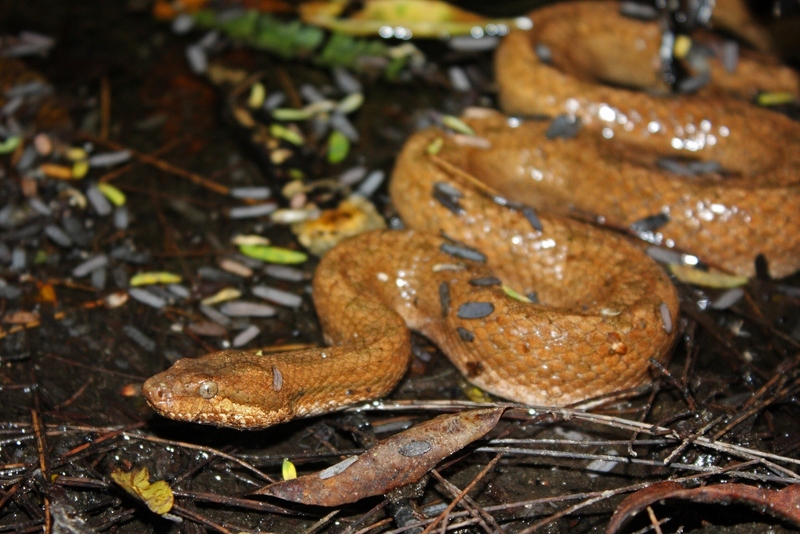 dusky dwarf boa (Tropidophis melanurus); DISPLAY FULL IMAGE.