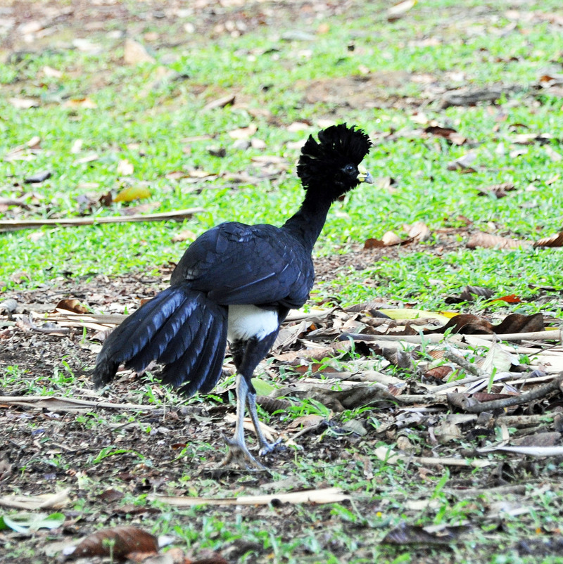 Great curassow, Crax rubra; DISPLAY FULL IMAGE.