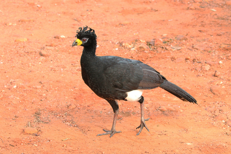 Bare-faced curassow (Crax fasciolata); DISPLAY FULL IMAGE.