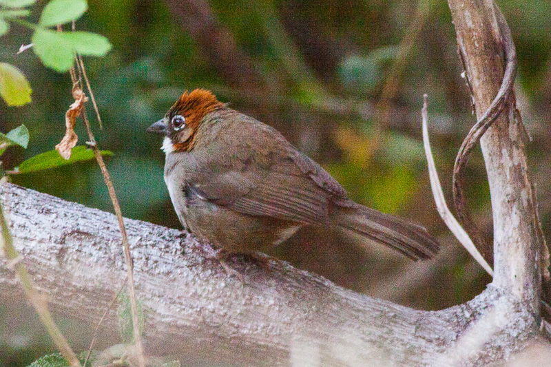 rusty-crowned ground sparrow (Melozone kieneri); DISPLAY FULL IMAGE.