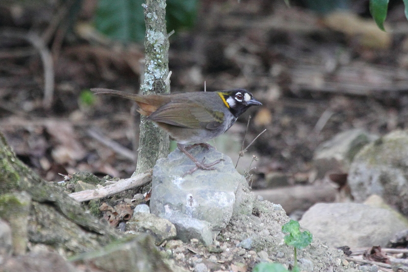 white-eared ground sparrow (Melozone leucotis); DISPLAY FULL IMAGE.