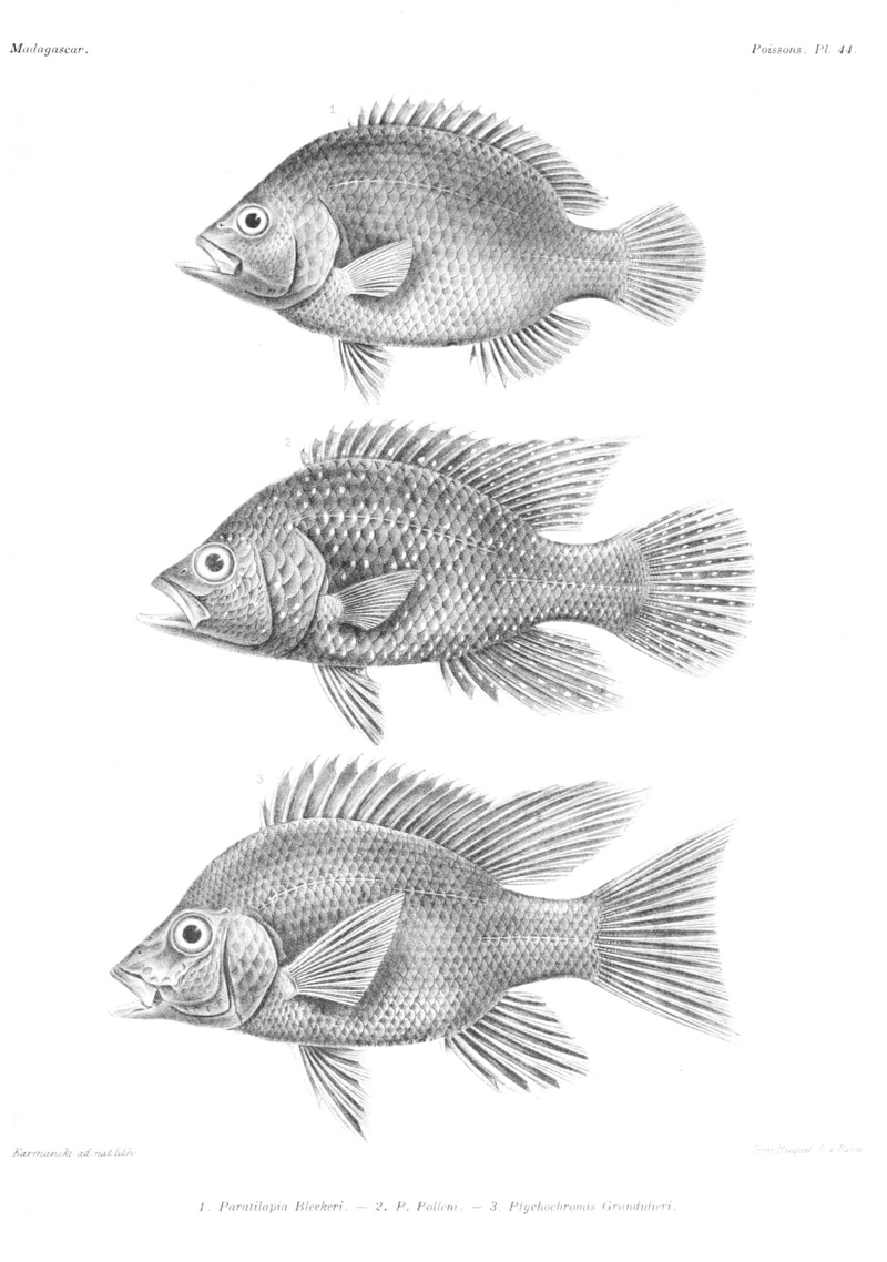 Paratilapia bleekeri, Paratilapia polleni, Ptychochromis grandidieri; DISPLAY FULL IMAGE.