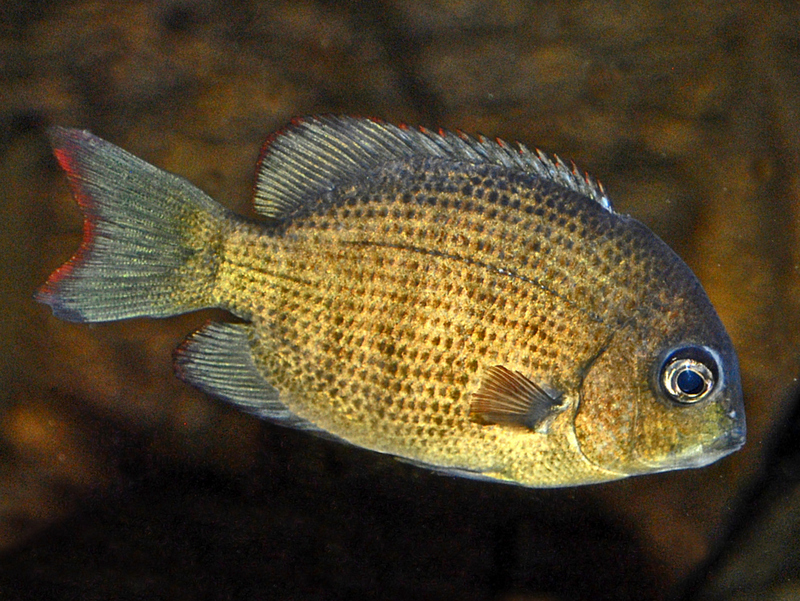 pinstripe menarambo, pinstripe damba (Paretroplus menarambo); DISPLAY FULL IMAGE.