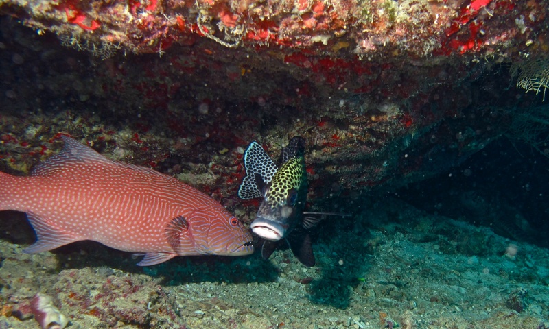 Highfin Coralgrouper (Plectropomus oligacanthus); DISPLAY FULL IMAGE.