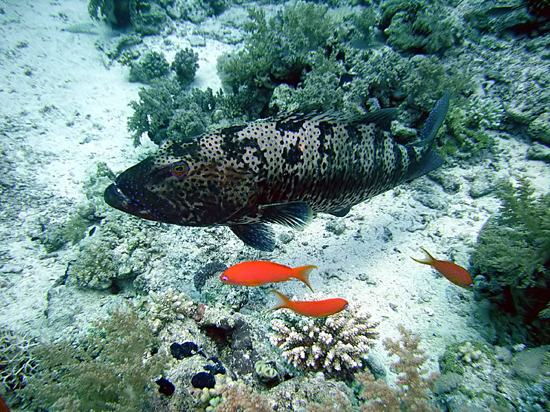 Plectropomus areolatus, Squaretail coralgrouper; DISPLAY FULL IMAGE.