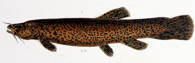 Trichomycterus rivulatus; DISPLAY FULL IMAGE.