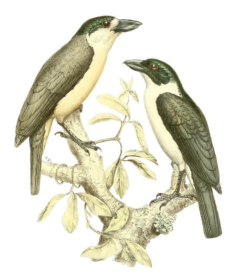 Van Dam's vanga (Xenopirostris damii); DISPLAY FULL IMAGE.