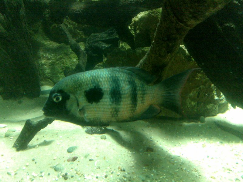 damba mipentina (Paretroplus maculatus); DISPLAY FULL IMAGE.