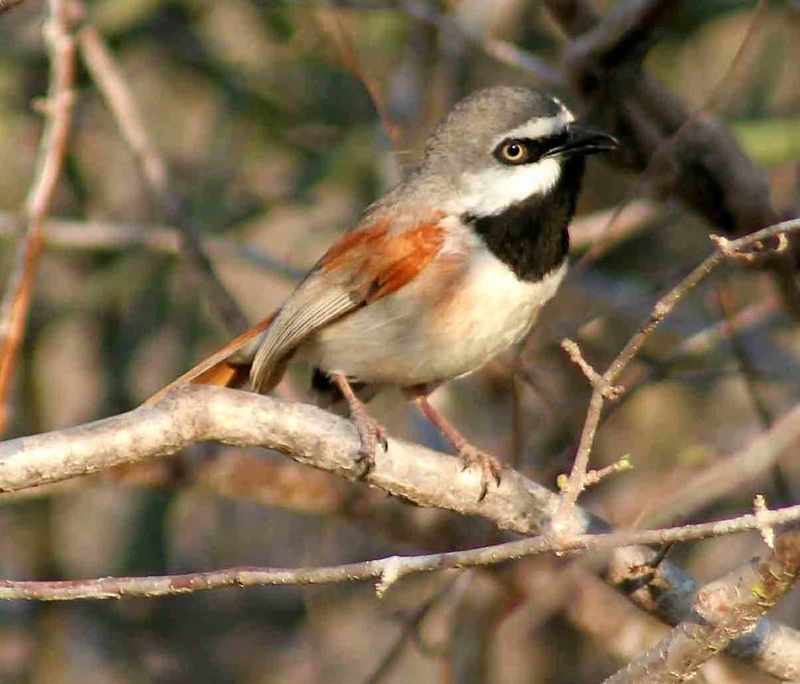 red-shouldered vanga (Calicalicus rufocarpalis); DISPLAY FULL IMAGE.