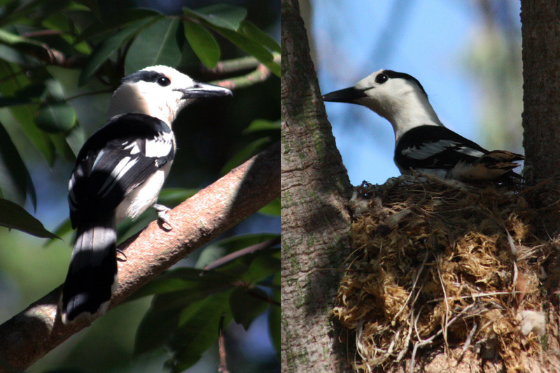 hook-billed vanga (Vanga curvirostris); DISPLAY FULL IMAGE.