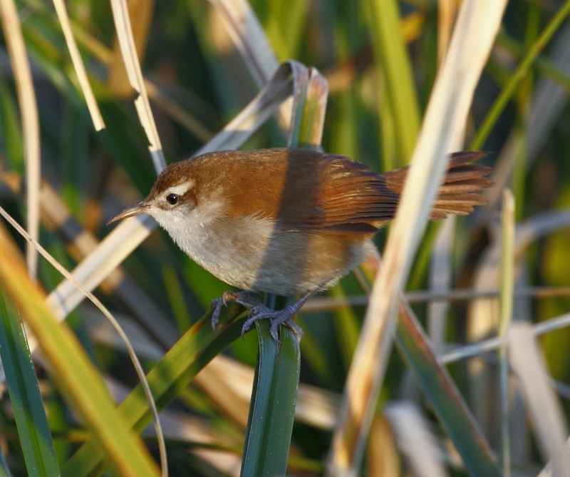 curve-billed reedhaunter (Limnornis curvirostris); DISPLAY FULL IMAGE.