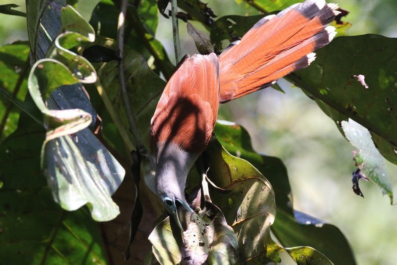 Raffles's malkoha (Rhinortha chlorophaea); DISPLAY FULL IMAGE.