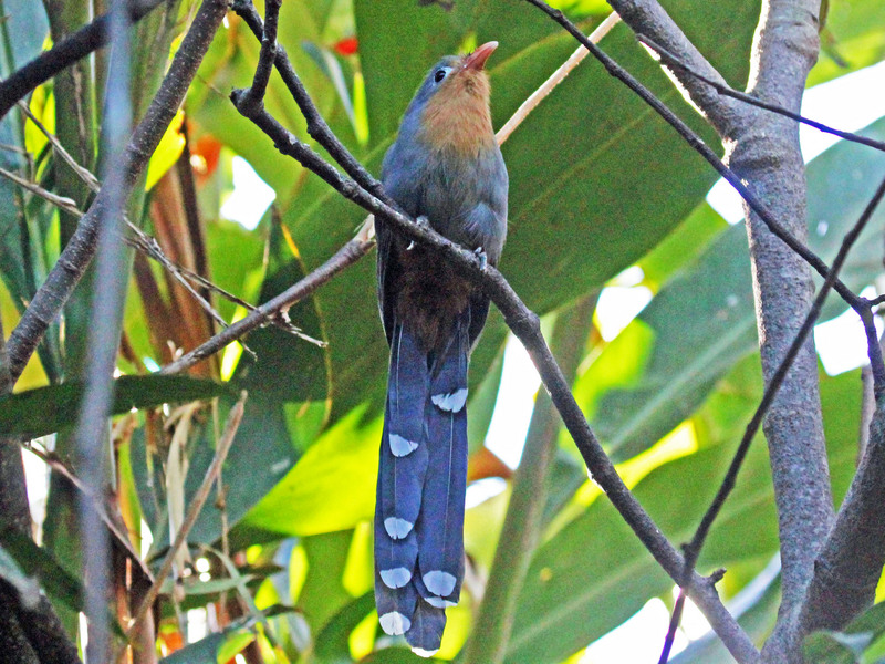 red-billed malkoha (Phaenicophaeus javanicus); DISPLAY FULL IMAGE.