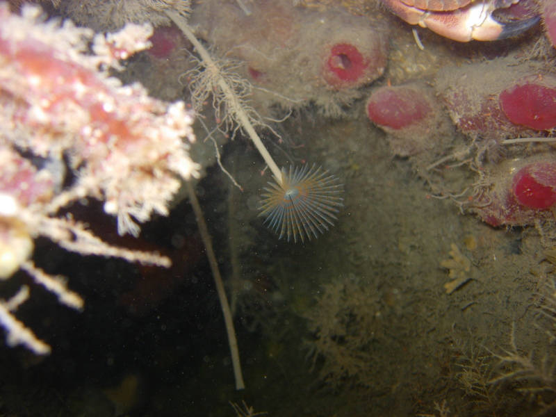 peacock worm (Sabella pavonina); DISPLAY FULL IMAGE.