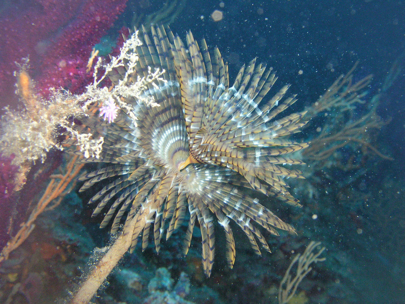 Mediterranean fanworm, pencil worm (Sabella spallanzanii); DISPLAY FULL IMAGE.