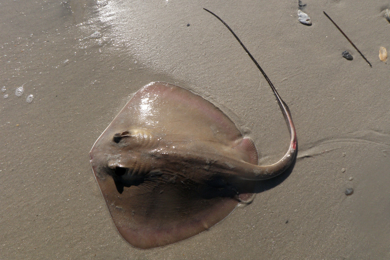 bluntnose stingray, Say's stingray (Dasyatis say); DISPLAY FULL IMAGE.