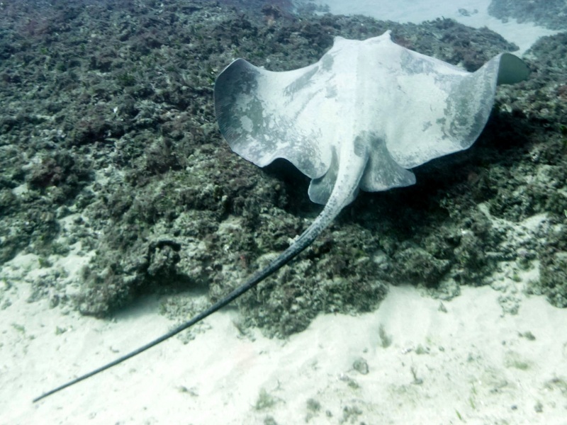 broad stingray (Dasyatis lata); DISPLAY FULL IMAGE.