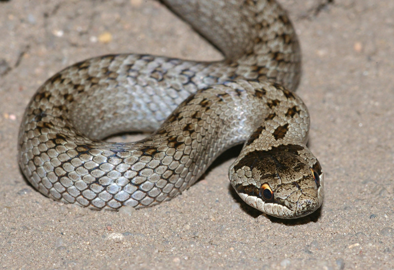 smooth snake (Coronella austriaca); DISPLAY FULL IMAGE.