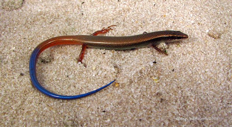 mole skink (Plestiodon egregius); DISPLAY FULL IMAGE.