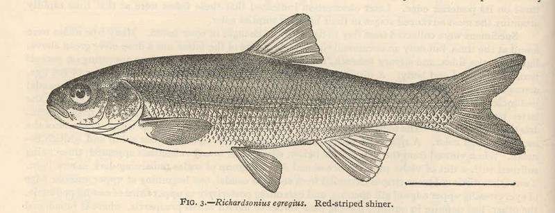 Lahontan redside (Richardsonius egregius); DISPLAY FULL IMAGE.