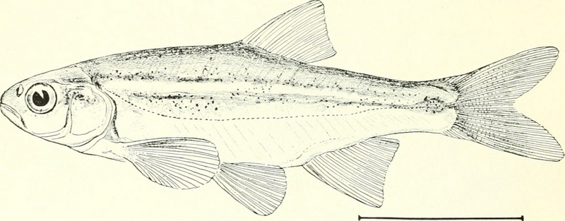 redside shiner (Richardsonius balteatus); DISPLAY FULL IMAGE.