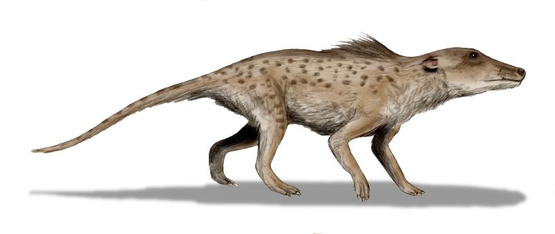 Pakicetus inachus; DISPLAY FULL IMAGE.