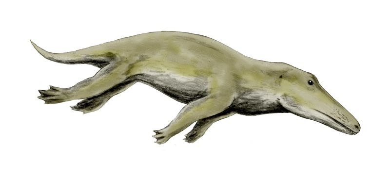 Ambulocetus natans; DISPLAY FULL IMAGE.