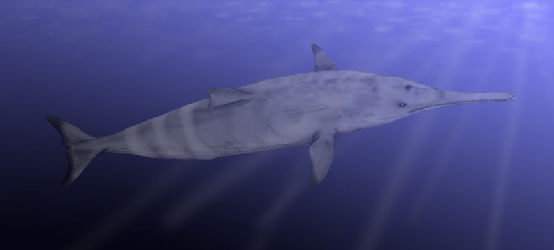 Squalodon calvertensis; DISPLAY FULL IMAGE.