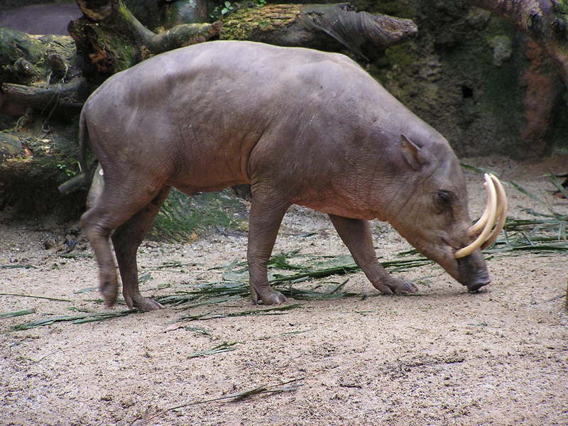 North Sulawesi babirusa, Babyrousa celebensis; DISPLAY FULL IMAGE.