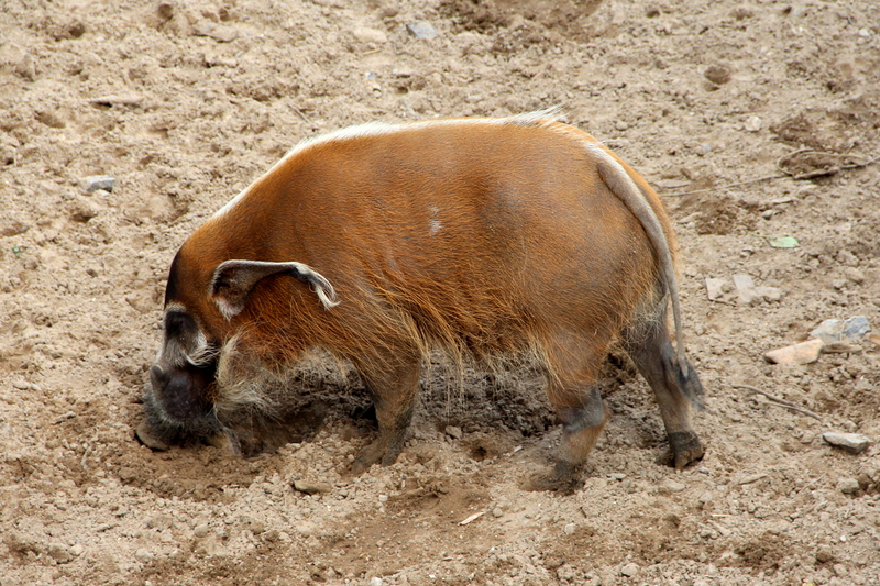 Bush pig, red river hog (Potamochoerus porcus); DISPLAY FULL IMAGE.