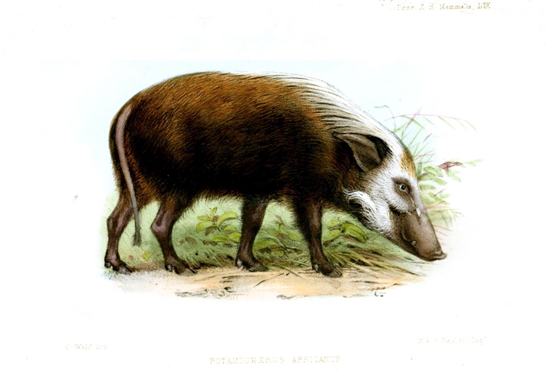 bushpig (Potamochoerus larvatus); DISPLAY FULL IMAGE.