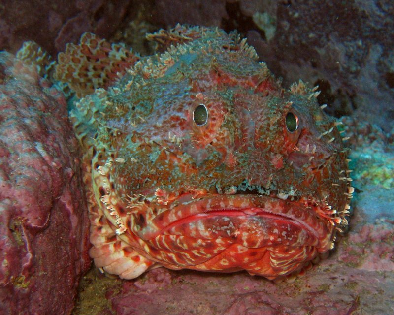 Scorpaena cardinalis, Eastern red scorpionfish; DISPLAY FULL IMAGE.