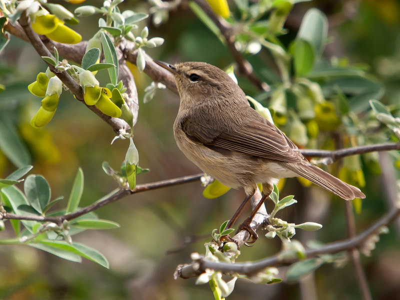 Canary Islands chiffchaff (Phylloscopus canariensis); DISPLAY FULL IMAGE.