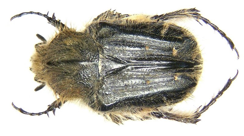 Tropinota squalida pilosa; DISPLAY FULL IMAGE.