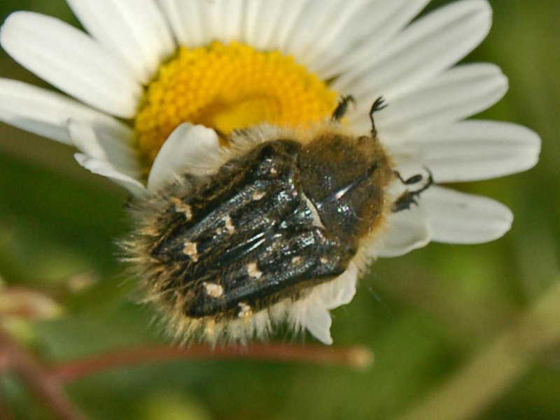 Tropinota squalida; DISPLAY FULL IMAGE.