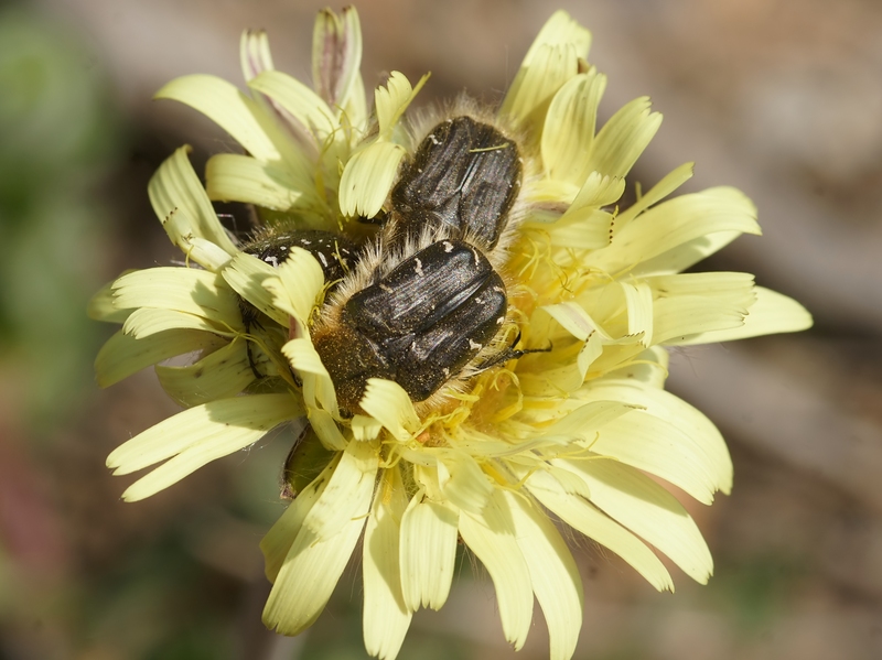 Tropinota hirta; DISPLAY FULL IMAGE.
