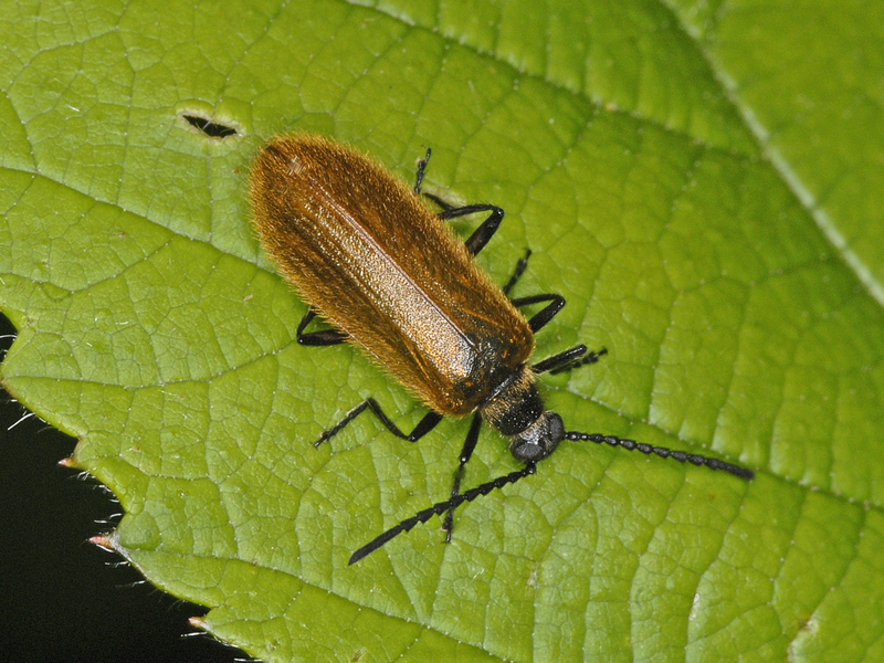 Lagria hirta; DISPLAY FULL IMAGE.