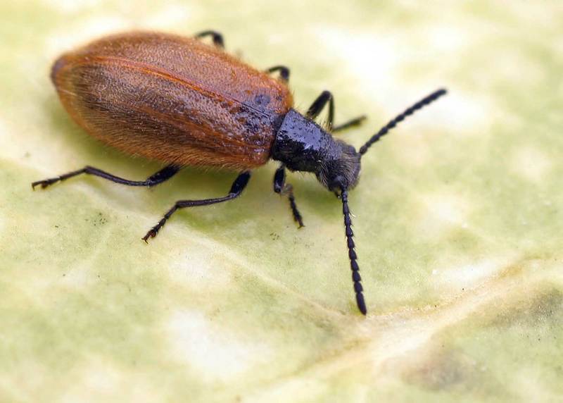 Lagria atripes; DISPLAY FULL IMAGE.