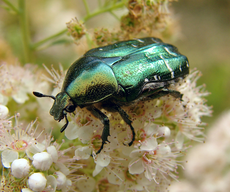 Cetonia aurata (green rose chafer); DISPLAY FULL IMAGE.