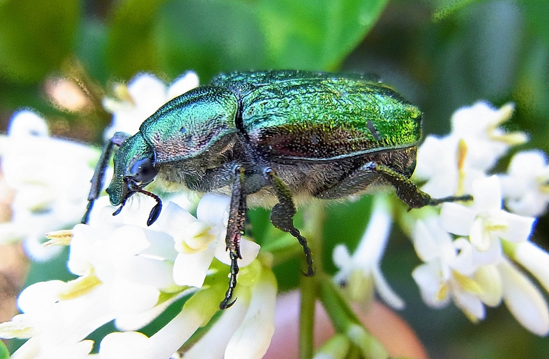 noble chafer (Gnorimus nobilis); DISPLAY FULL IMAGE.