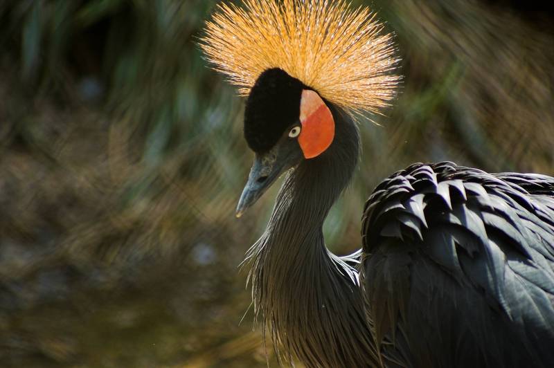 Black crowned crane (Balearica pavonina); DISPLAY FULL IMAGE.